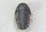 Bargain, Gerastos Trilobite Fossil - Morocco #68642-1